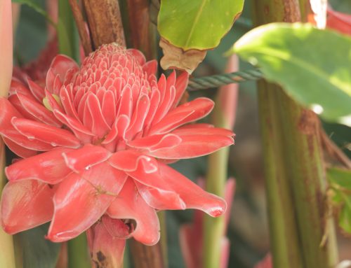 Dehydrated and Cooked Torch Ginger Flower