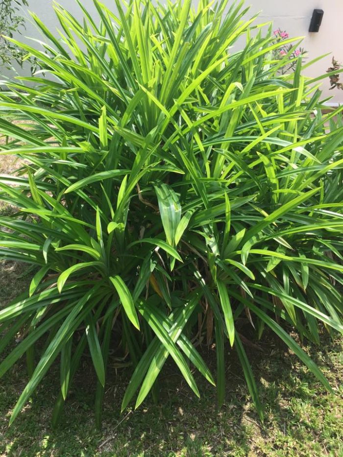 Pandan What is it? How to use it and what are the benefits? Nyonyalicious